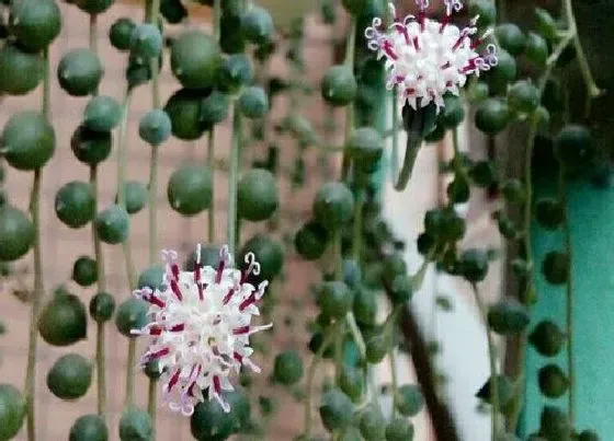 植物百科|多肉佛珠开花吗 开花是什么寓意