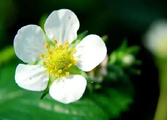 花语|草莓花代表什么意思