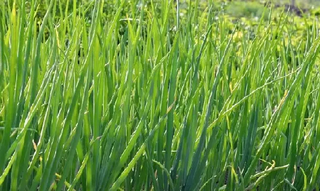 种植管理|洋葱什么时候播种最好，洋葱如何种植才能高产）