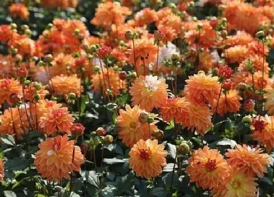 冬天植物|大丽花如何过冬 盆栽大丽花冬天怎么养