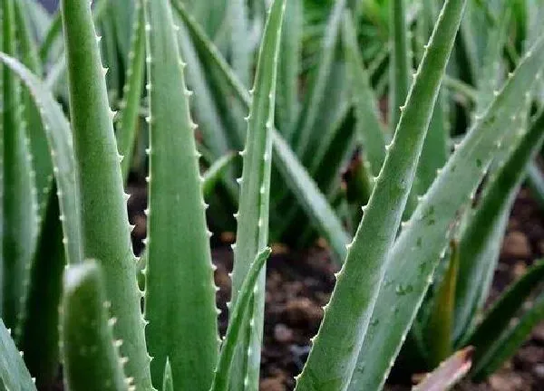 植物换土|养芦荟用什么土最好