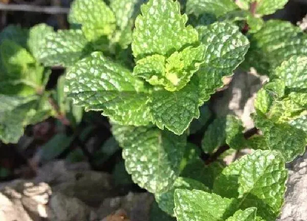 植物浇水|薄荷几天浇一次水最好