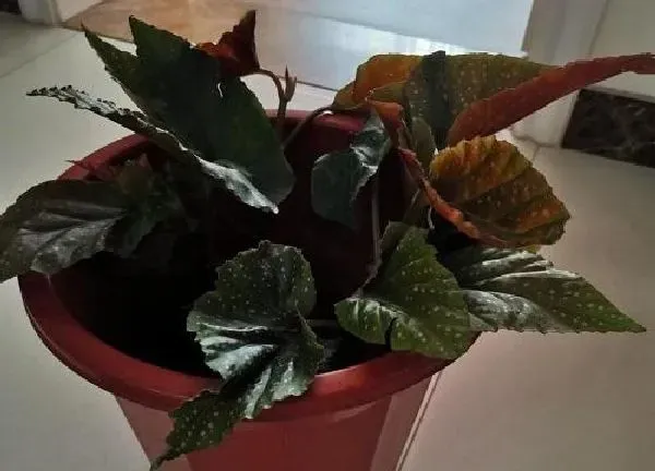 植物移栽|竹节海棠上盆时间与养护方法