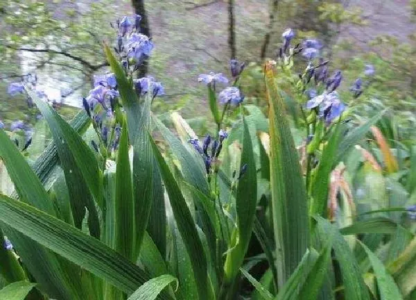 植物浇水|兰草几天浇一次水 春夏秋冬各不同