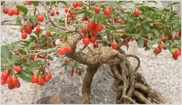 枸杞白粉病症状及防治方法 | 种植技术