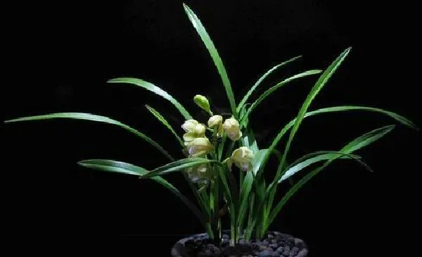 植物浇水|兰花浇水要浇透吗 浇水浇多少合适