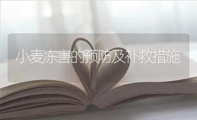 小麦冻害的预防及补救措施 | 粮油作物种植
