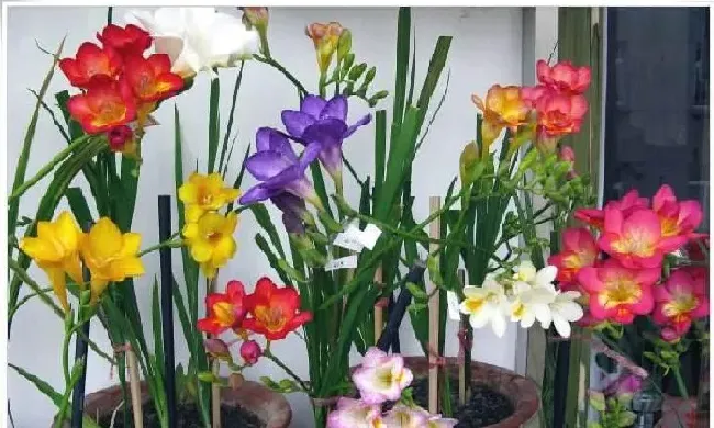 养殖方法|香雪兰花期过后怎么养护（香雪兰开过花花败后怎样处理）