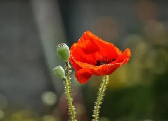 开花时间|虞美人多久开花一次