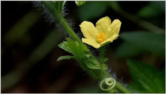 西瓜开花结果期的管理 | 耕种资料