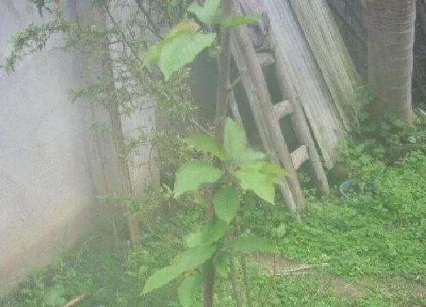 植物发芽|樱桃什么时候发芽长叶