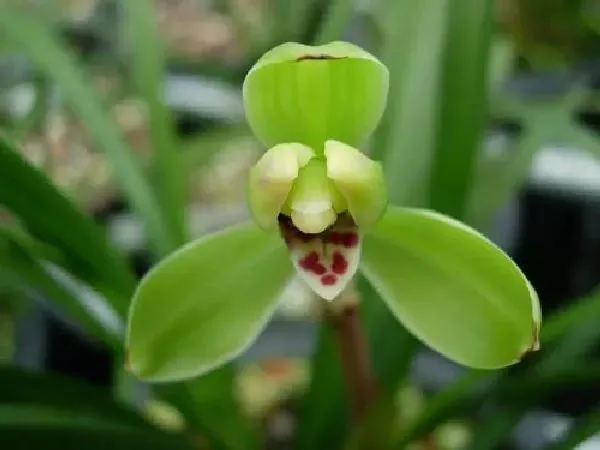 植物浇水|春兰浇水时间和正确方法