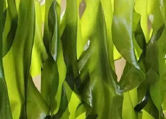 植物种类|裙带菜是藻类植物吗