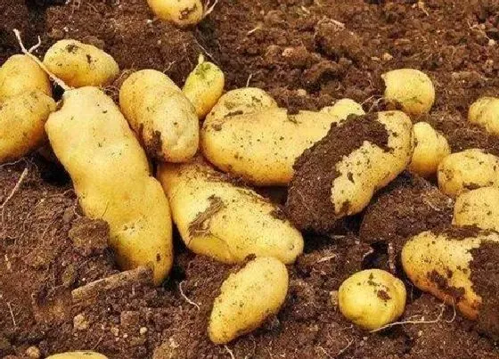 果实成熟|土豆几月份收获