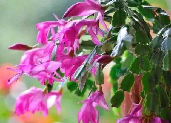 植物施肥|蟹爪兰花蕾期施什么肥，蟹爪兰花期追肥施肥与养护方法）