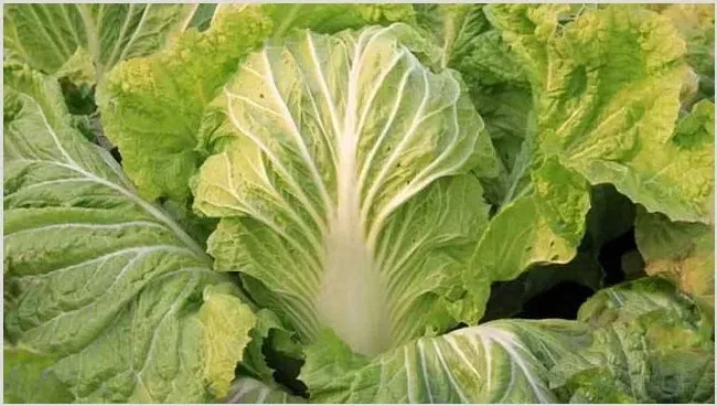 夏播大白菜种植技术 | 养殖技术