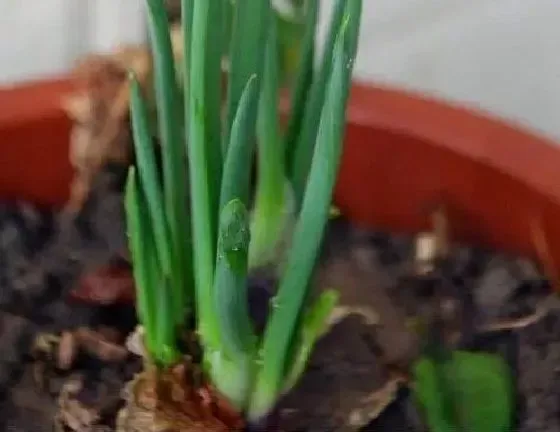 植物播种|洋葱种子怎么来的 怎么获得