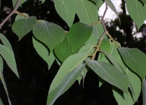 植物排行|朴树有多少品种