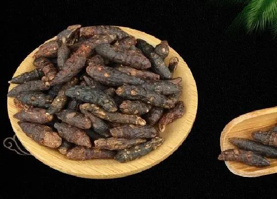 植物泡水|附子可以泡水喝吗