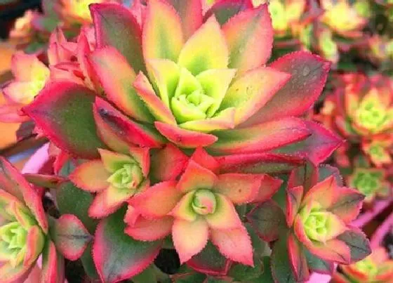 植物百科|艳日辉开花吗 开花什么样子