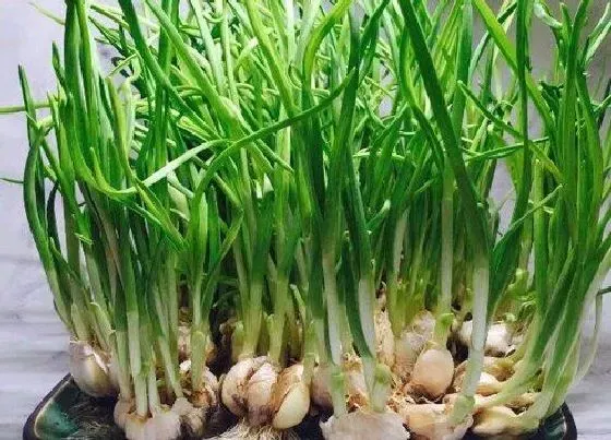 种植方法|大蒜苗的种植方法和时间