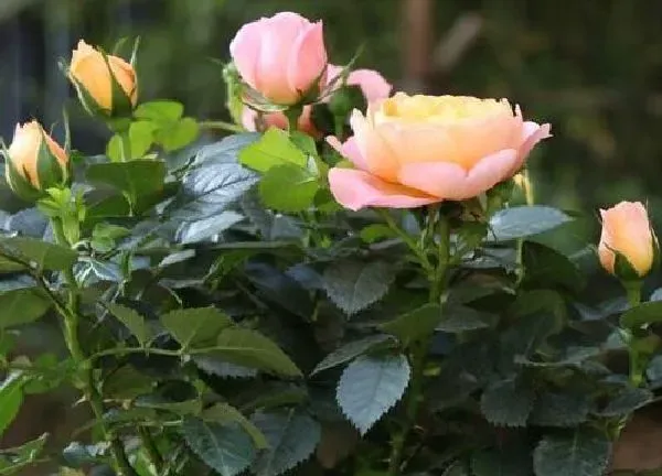 植物浇水|玫瑰花几天浇一次水最好