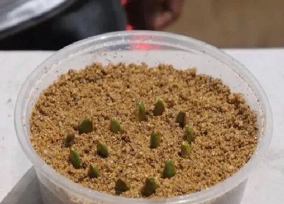 植物育苗|黄皮果种子怎么发芽 用黄皮果种子种植多久结果