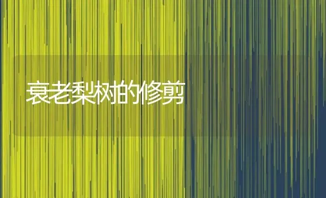 衰老梨树的修剪 | 瓜果种植