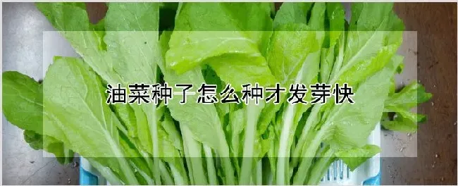 油菜种子怎么种才发芽快 | 耕种资料