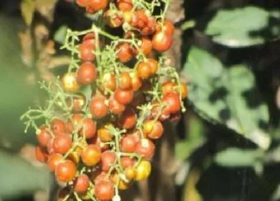植物百科|小孩拳树又叫什么名字