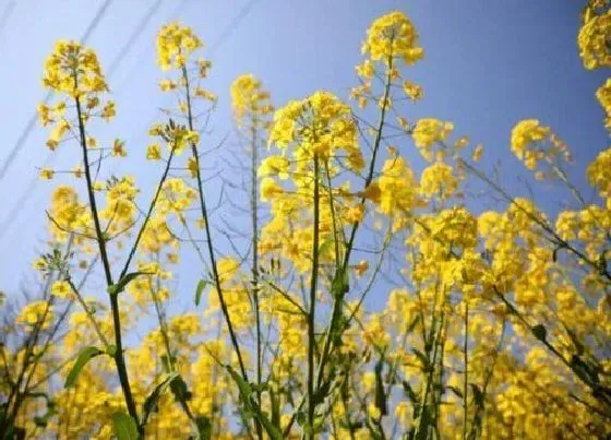 植物播种|油菜花什么时候播种