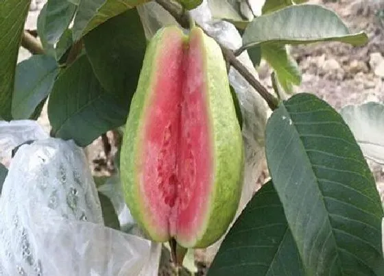 生长环境|芭乐生长温度是多少度