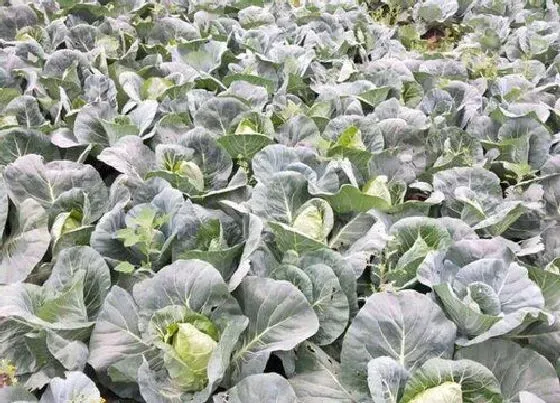 种植方法|牛心包菜种植时间和方法