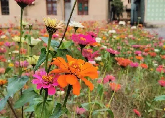 植物百科|菊花是两性花吗