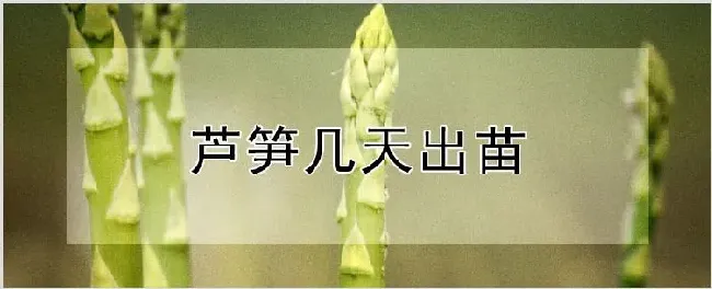 芦笋几天出苗 | 农业科普