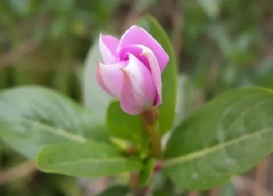 颜色花|四季的花是什么颜色