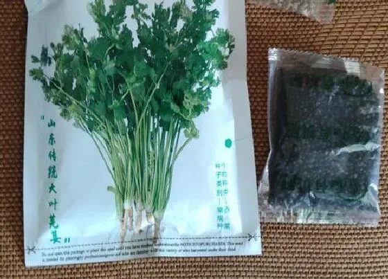 植物播种|香菜种子怎么种植方法