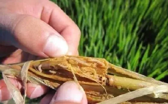 喷药|钻心虫钻进稻杆里面打什么药有效（打水稻钻心虫用什么药）
