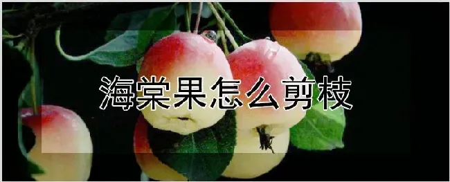 海棠果怎么剪枝 | 种植资料