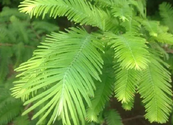 植物百科|水杉开花吗 开花什么样子