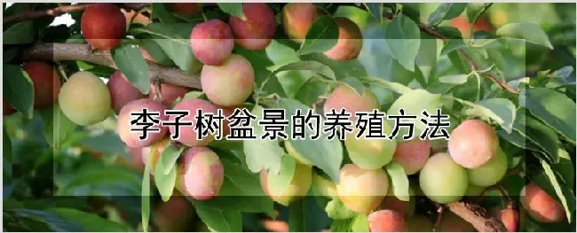 李子树盆景的养殖方法 | 耕种资料