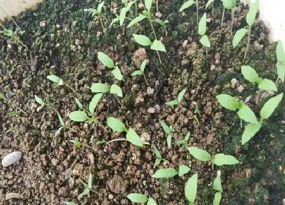 种植管理|茄子苗几月份种植合适