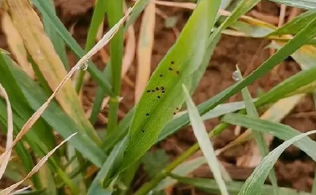 植物虫害|小麦红蜘蛛什么时候防治效果好（麦田红蜘蛛用药防治时间）