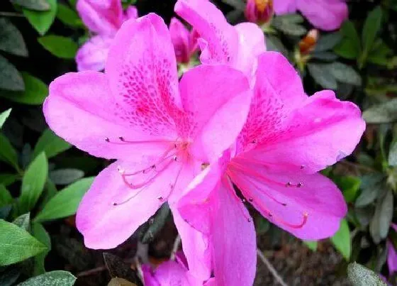 不开花|杜鹃为什么不开花