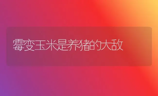 霉变玉米是养猪的大敌 | 粮油作物种植