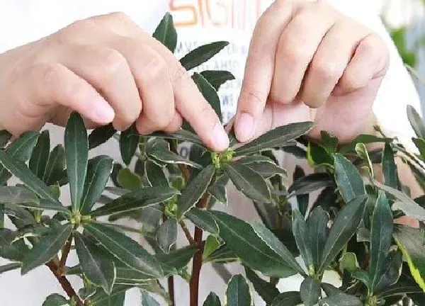 植物移栽|瑞香换盆后怎么处理掉花（瑞香花什么时候换盆最佳）