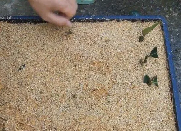 植物扦插|月月桂几月份扦插最好