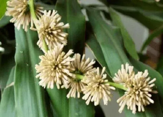 植物寓意|香龙血树开花是什么兆头（开花代表什么寓意与意思）