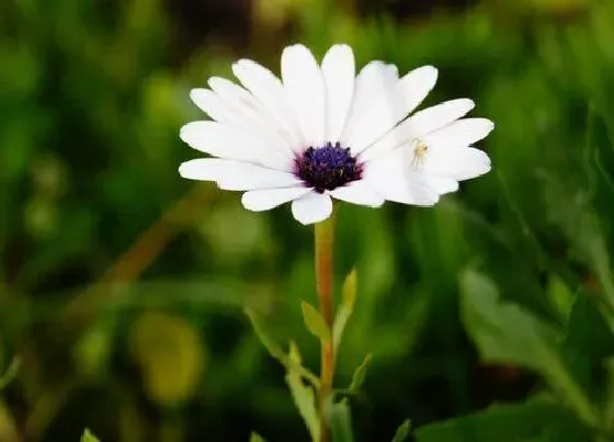 植物播种|除虫菊种子怎么种植