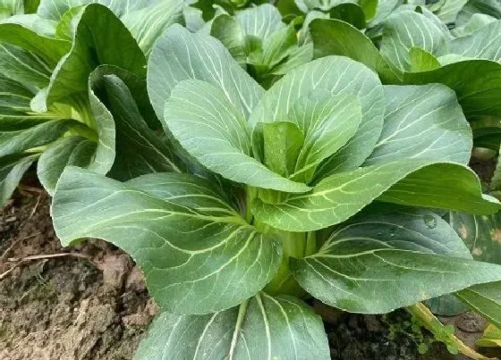 植物种类|青菜是双子叶植物吗